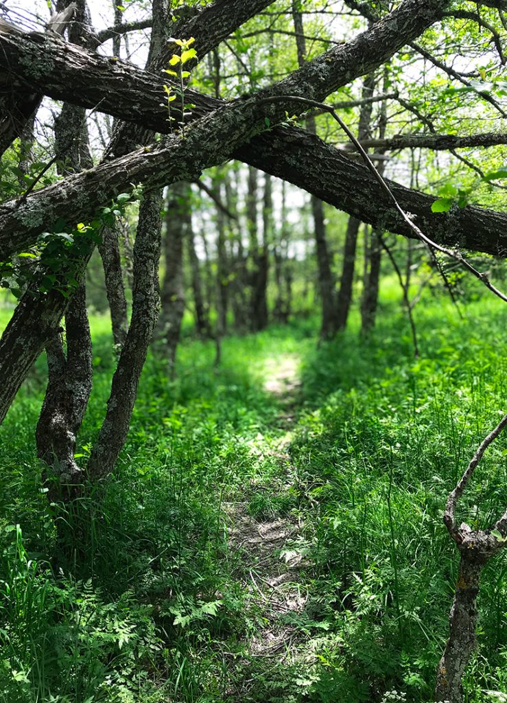 Foto di un passaggio tra gli alberi sul sentiero della transumanza in Sila